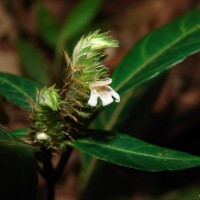 Lepidagathis incurva var. lophostachyoides (Nees) Abeyw.